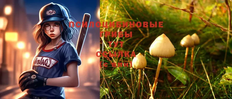 сколько стоит  Барыш  Галлюциногенные грибы Psilocybe 